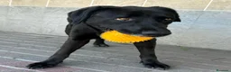 Meticcio cani in regalo: ELIJA DOLCE LABRADOR - Annuncio 13