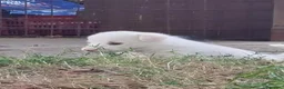 Meticcio cani in regalo: Cuccioli a Provincia di Asti - Annuncio 2