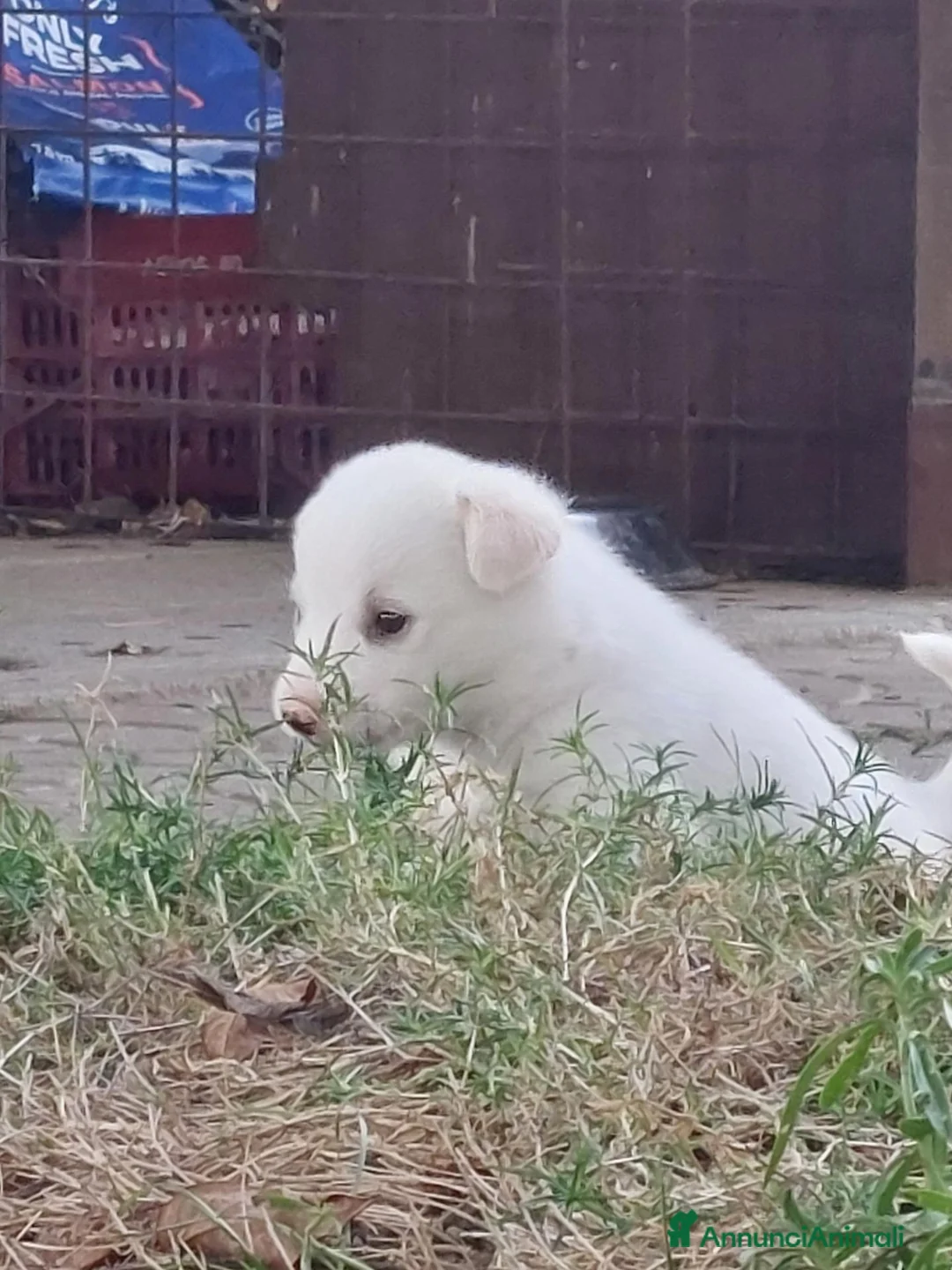 Meticcio cani in regalo: Cuccioli a Provincia di Asti - Annuncio 2