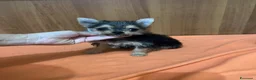 Meticcio cani in vendita: Mini simil yorkshire e chihuahua femminuccia  - Annuncio 1