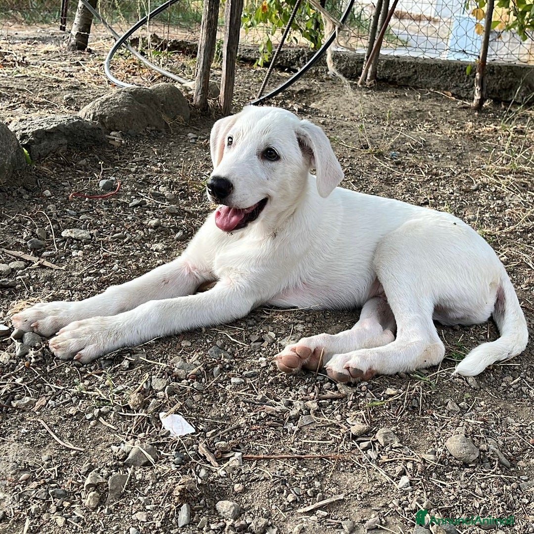 Meticcio cani in regalo: Salviamo Chase cucciolo tg medio grande in box - Annuncio 7