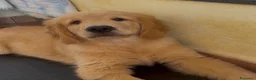 Golden Retriever cani in vendita:  alta genealogia 5 stelle" - Annuncio 14