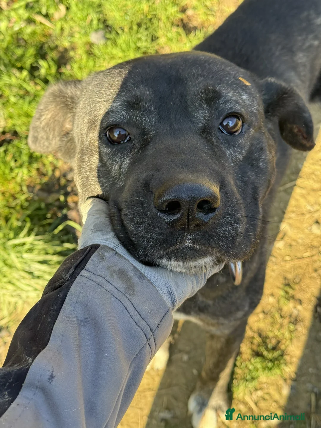 Meticcio cani in regalo: HERCULES, molosso dalla bontà unica! - Annuncio 8