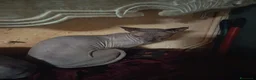 Sphynx gatti in vendita: Don Spynx Blu - Annuncio 6