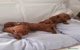 Barboncino cani in vendita: BARBONCINI FULVI TOY E NANI CON PEDIGREE a Vercelli - Immagine 11