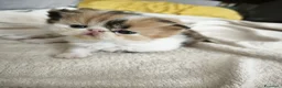 Persiano gatti in vendita: Gattini persiani  - Annuncio 3