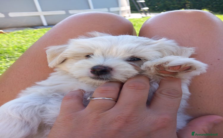 Maltese cani a Provincia di Padova - Annuncio 8