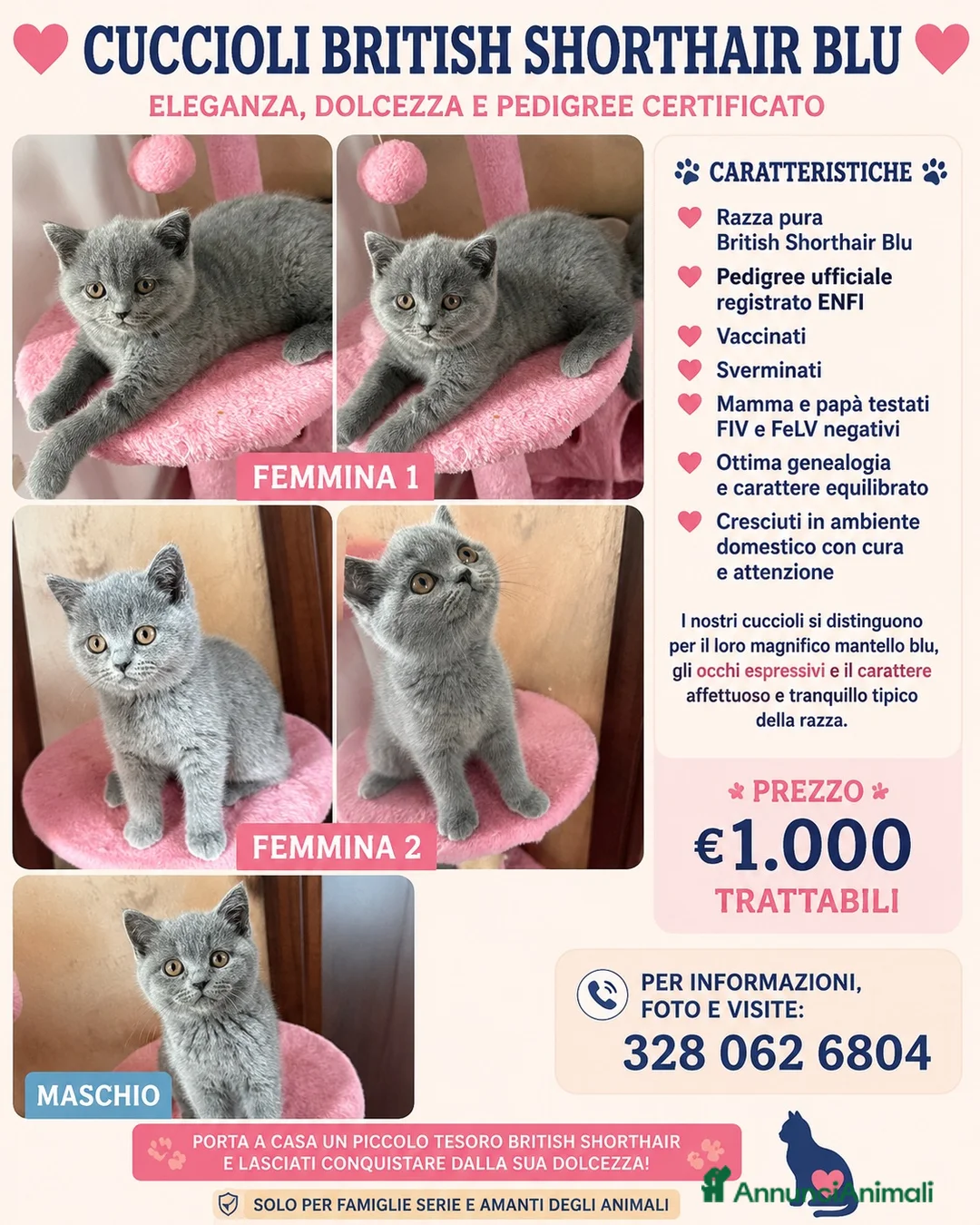 British gatti in vendita: British short hair blu - Annuncio 2