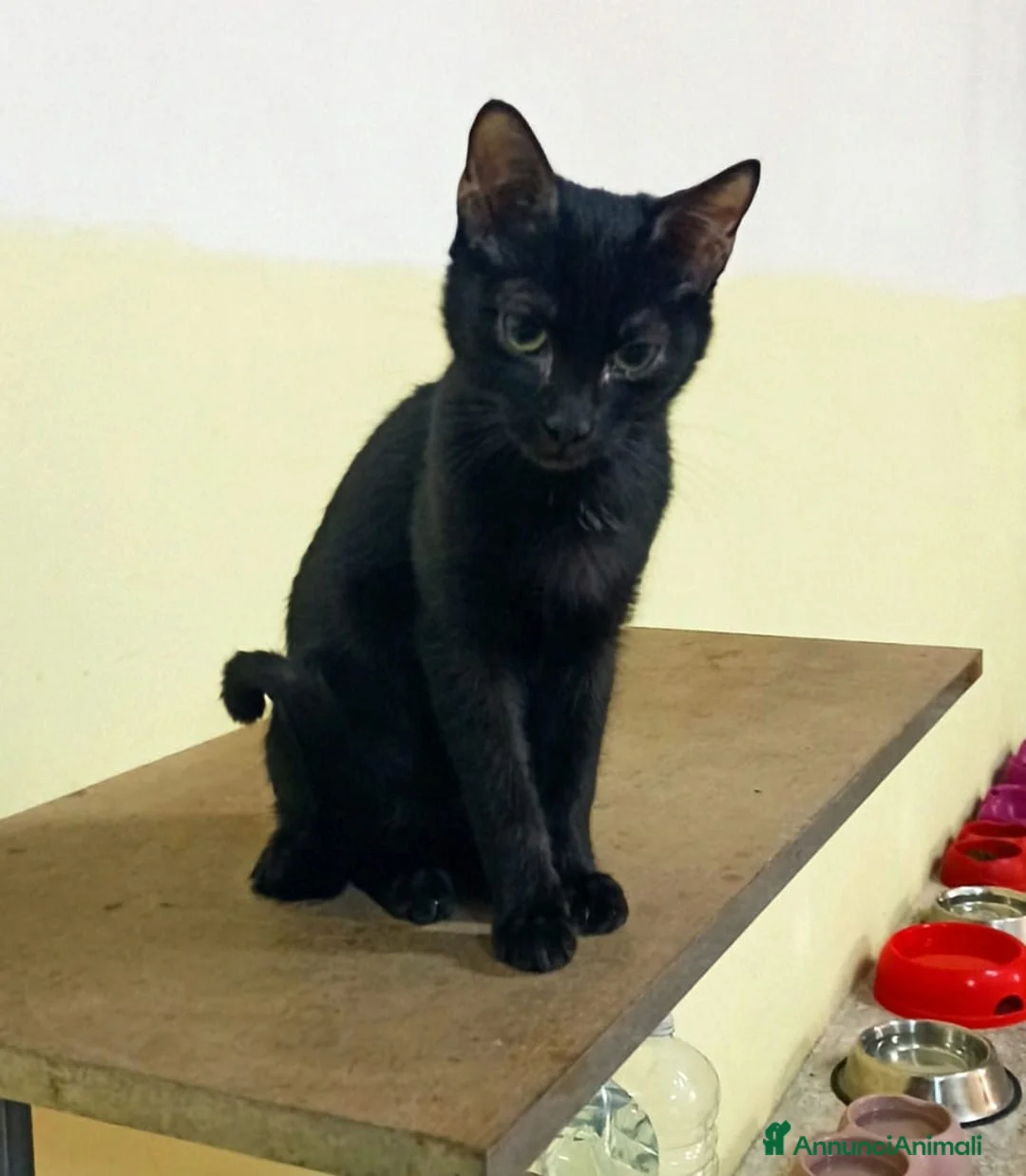 Meticcio gatti in regalo: GATTI AMOREVOLI - Annuncio 4