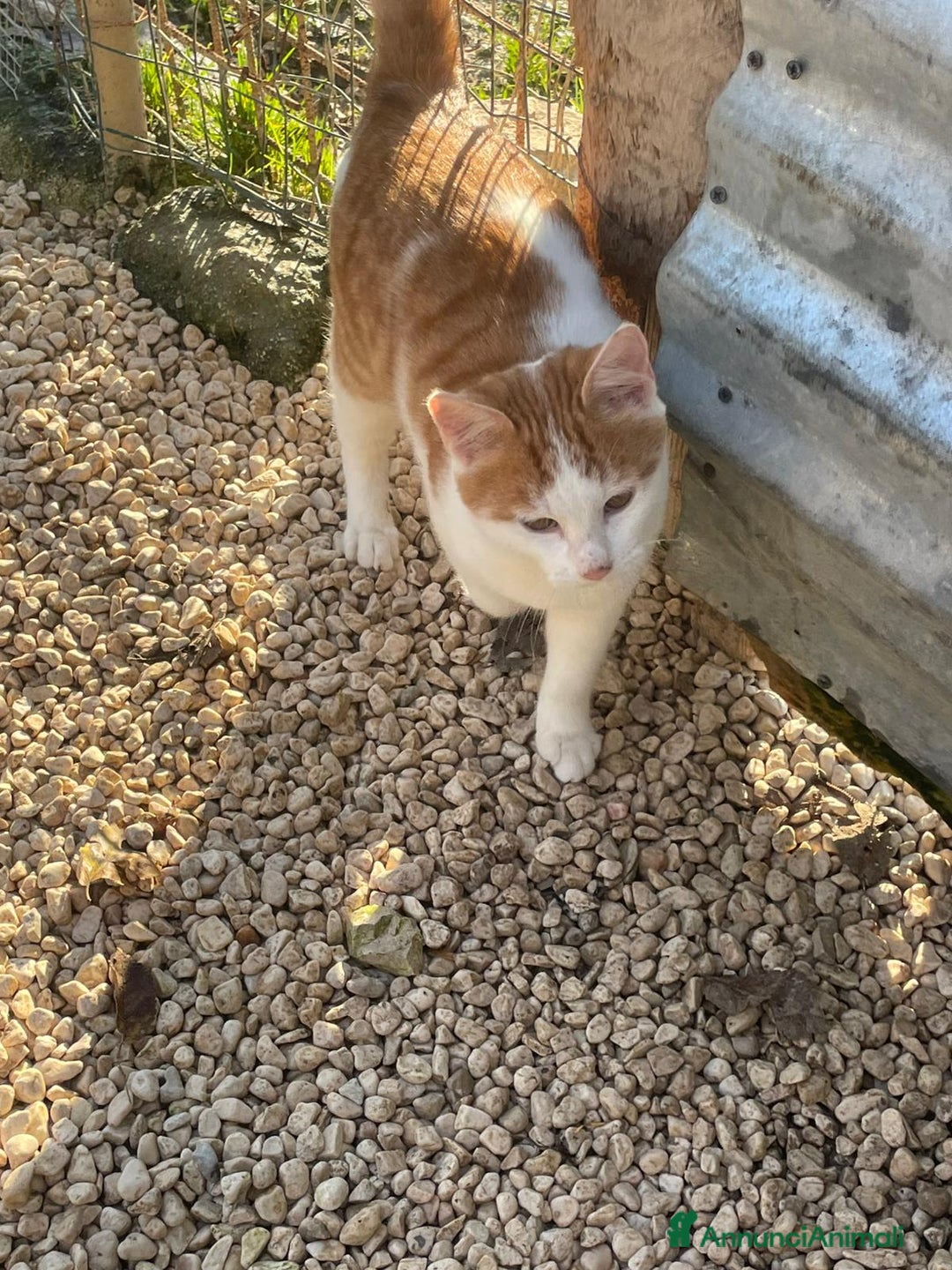 Meticcio gatti in regalo: POOH è RIMASTO SOLO.... - Annuncio 9