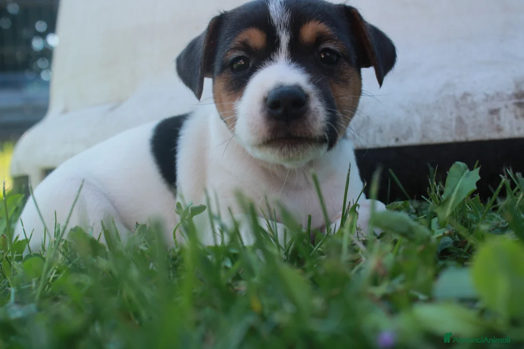 Jack Russell cani in vendita: Jack Russell terrier femmine pedigree - Annuncio 14