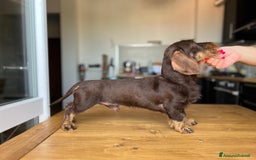Bassotto cani per accoppiamento: Cercasi monta per il mio bassotto maschio a Provincia di Livorno - Immagine 6