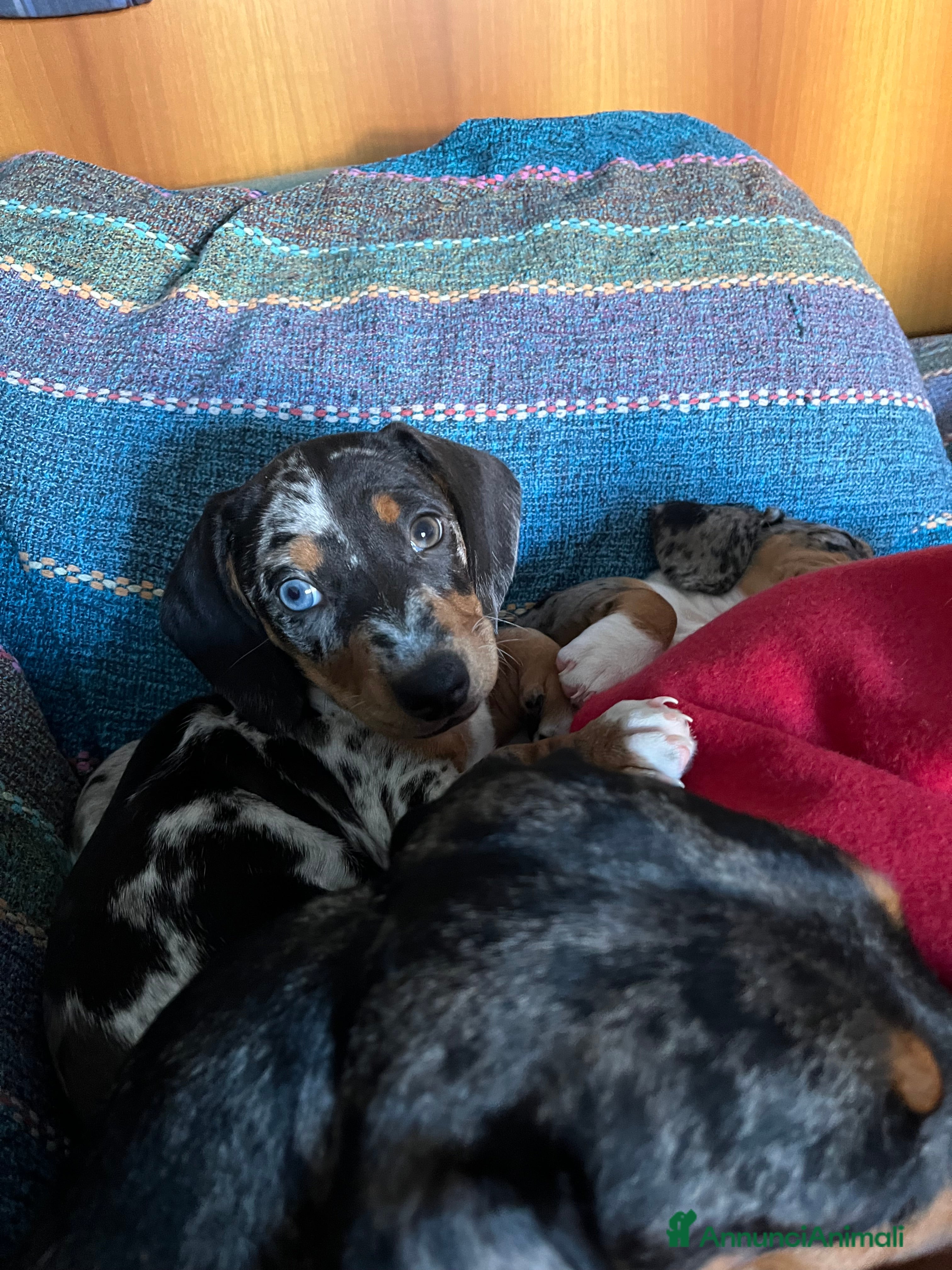 Bassotto cani Bassotto Arlecchino  - Annuncio 10