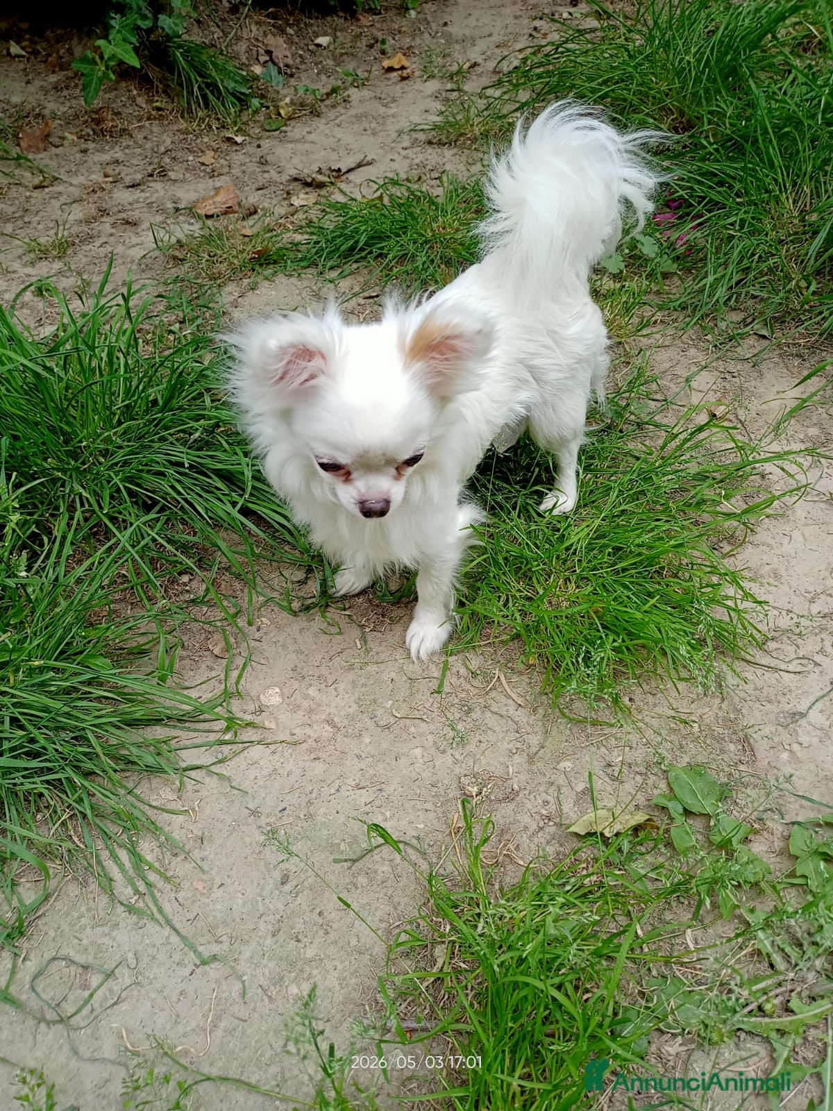 Chihuahua cani vendesi cucciolo chihuahua pelo lungo - Annuncio 1