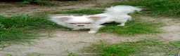 Chihuahua cani in vendita: vendesi cucciolo chihuahua pelo lungo - Annuncio 1