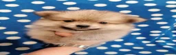 Volpino Pomerania cani in vendita: Volpino nano cuccioli - Annuncio 3