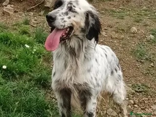 Setter Inglese cani OTELLO un simpaticone che ama l'acqua - Annuncio 2
