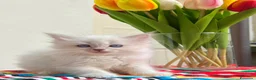 Ragdoll gatti in vendita: cuccioli di ragdoll genitori con pedigree - Annuncio 9