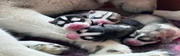 Husky cani in vendita: Bellissimi cuccioli di siberian husky  - Annuncio 8