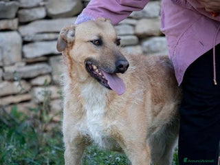 Altre razze cani Hey Jude! a Provincia di Alessandria - Annuncio 6