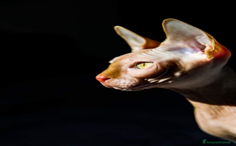 Sphynx gatti a Città Metropolitana di Bologna - Annuncio 1