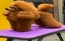 Barboncino Toy cani in vendita: Barboncino Toy Red - Immagine 4