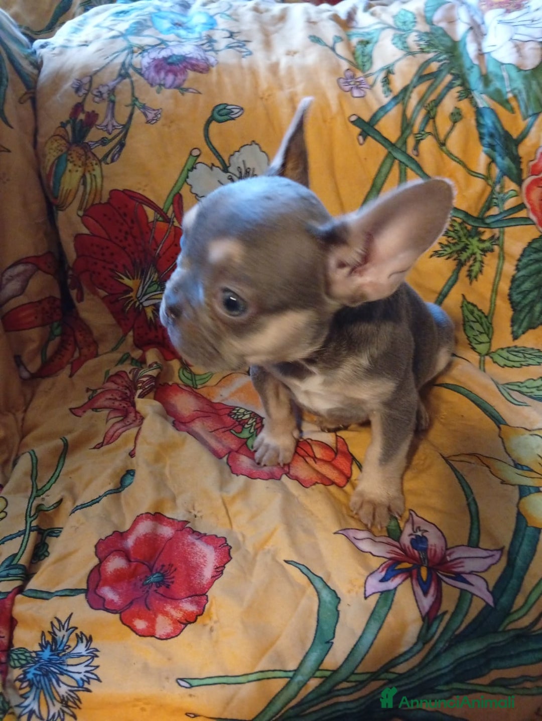 Bulldog Francese cani in vendita: Bulldog francese - Annuncio 2