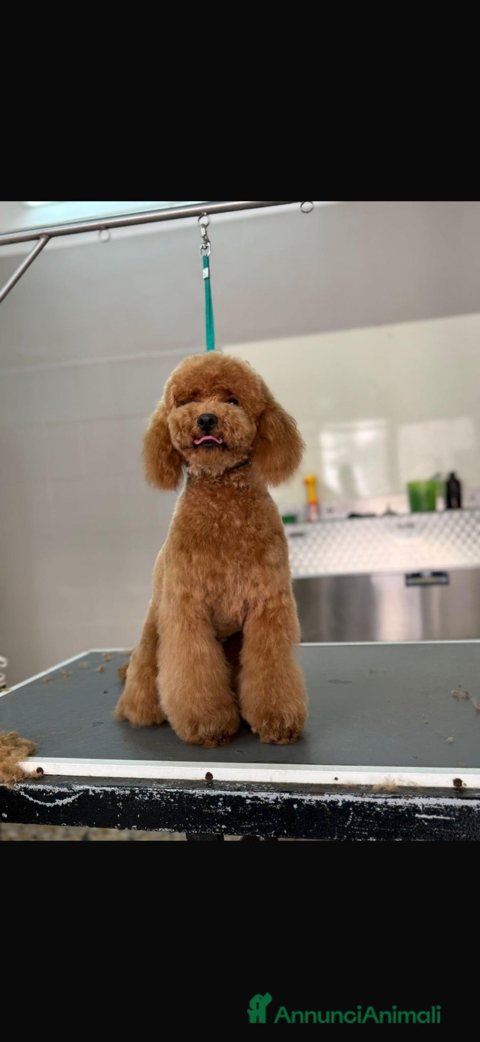 Barboncino Toy cani Cuccioli barboncino toy red - Annuncio 8