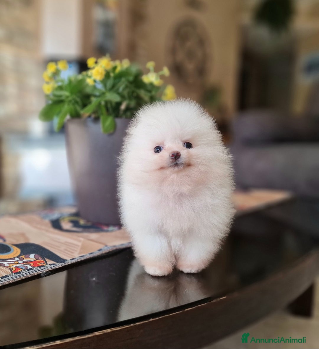 Spitz cani in vendita: Spitz tedesco NANO ( POMERANIA  ) a Provincia di Monza e della Brianza - Annuncio 14