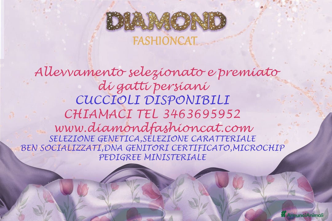 Immagine della galleria {{count}}