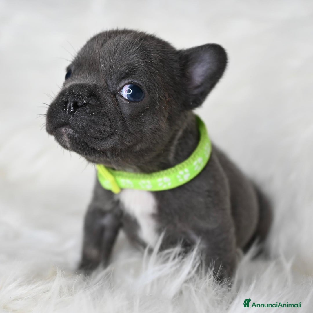 Bulldog Francese cani in vendita: 3 meravigliosi cuccioli di bulldog francese - Annuncio 2