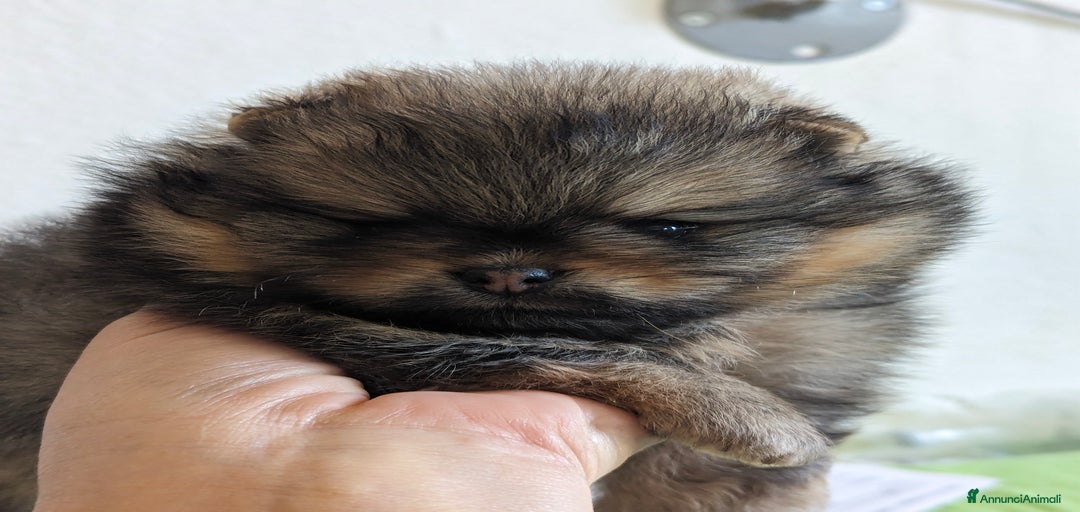 Immagine della galleria {{count}}