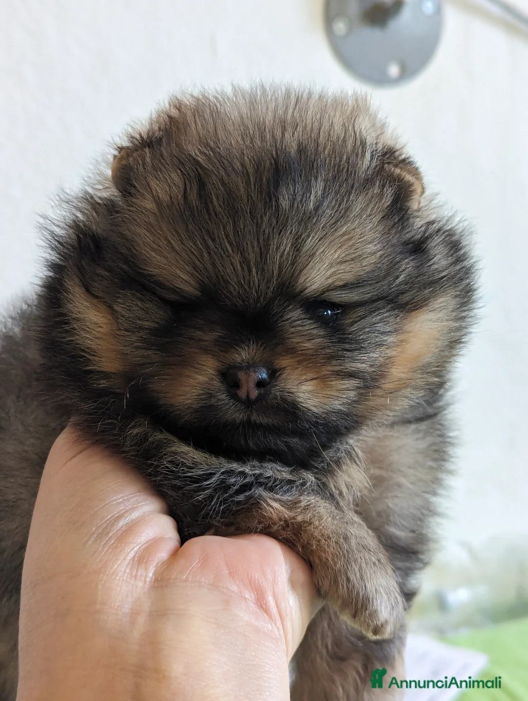 Immagine della galleria {{count}}