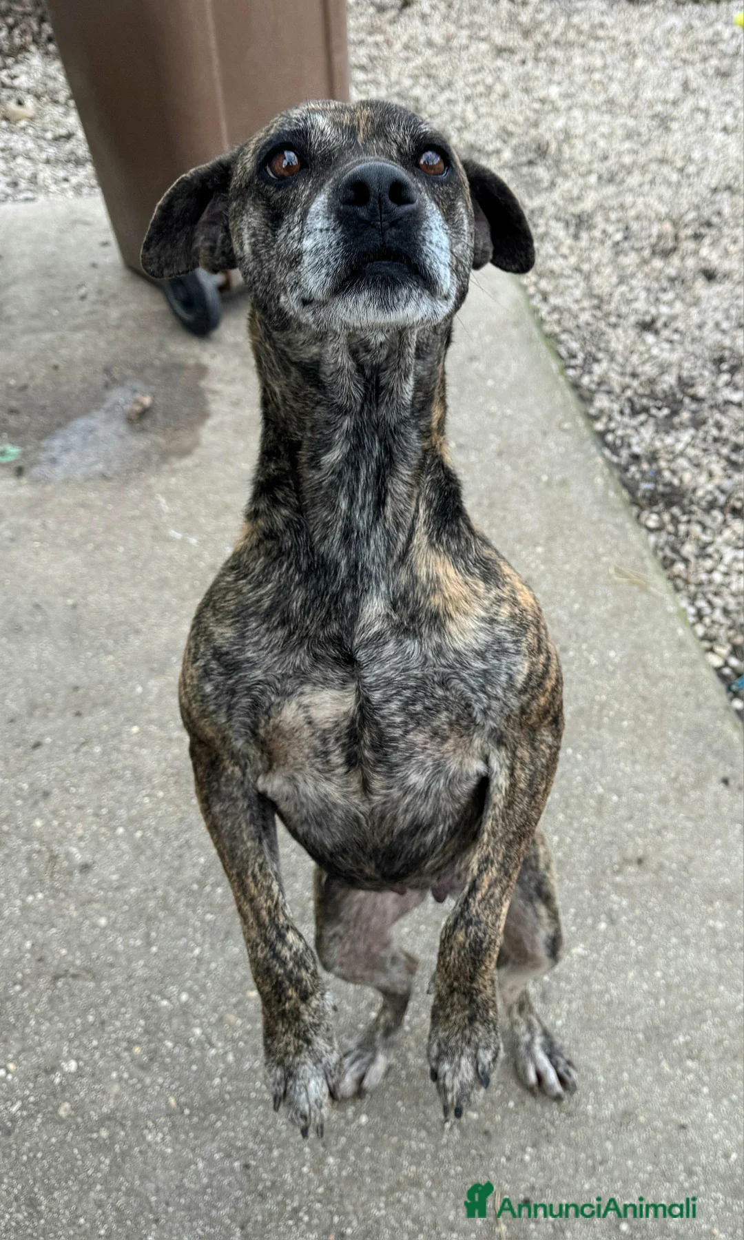 Meticcio cani in regalo: Anissa 7 anni Taglia media piccola  - Annuncio 4