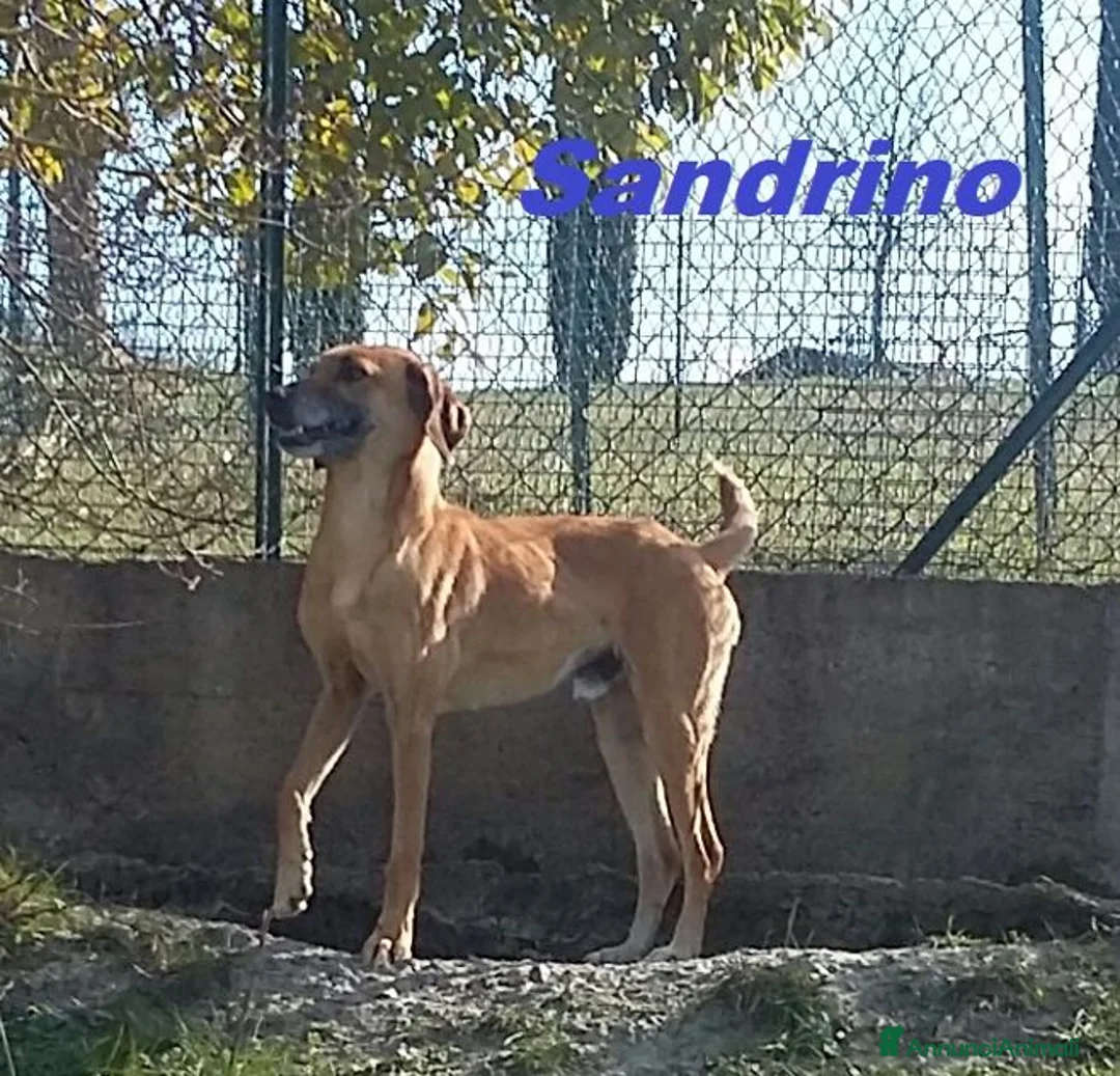 Meticcio cani in regalo: SANDRINO un bravo simpaticone a Città Metropolitana di Torino - Annuncio 8