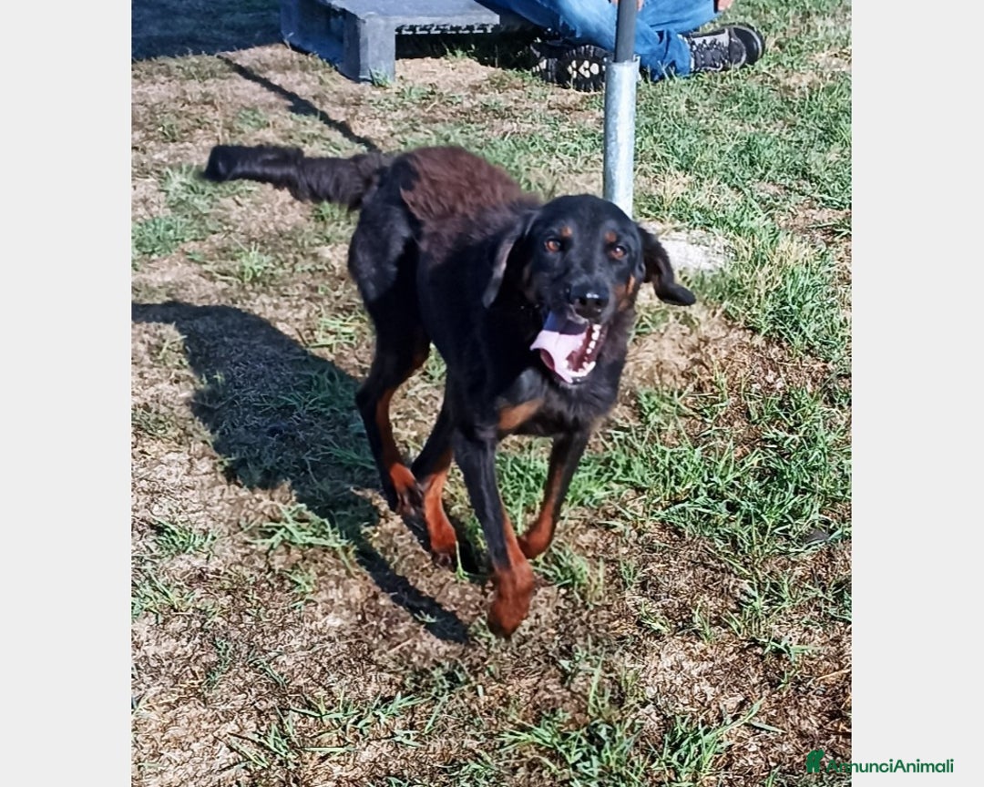 Meticcio cani in regalo: LUCKY Cane simil segugetto Maschio a Latina - Annuncio 5