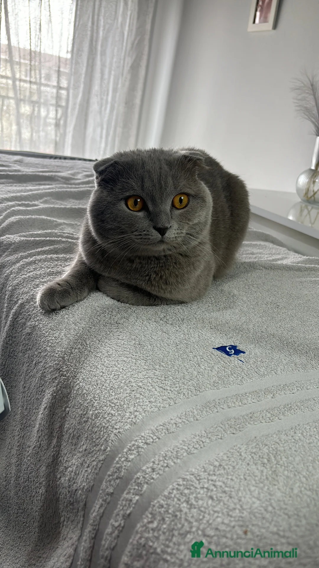 Scottish gatti per accoppiamento: Arturo Scottish fold, accoppiamento! - Annuncio 4