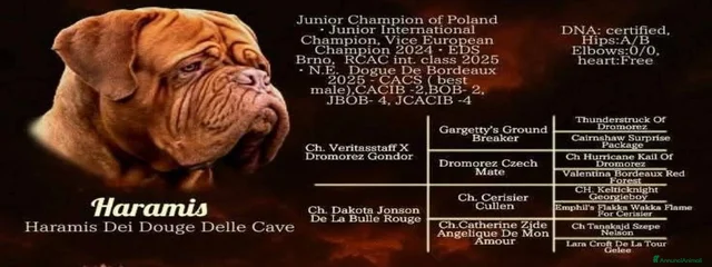 Haramis dei Dogue delle Cave