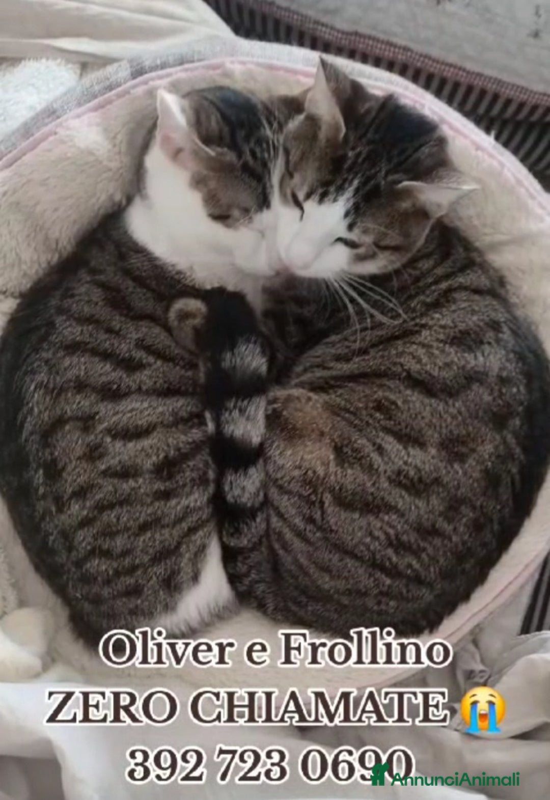 Europeo gatti in regalo: 2mici meravigliosi ed inseparabili. ROMA SOS CASA a Città metropolitana di Milano - Annuncio 4