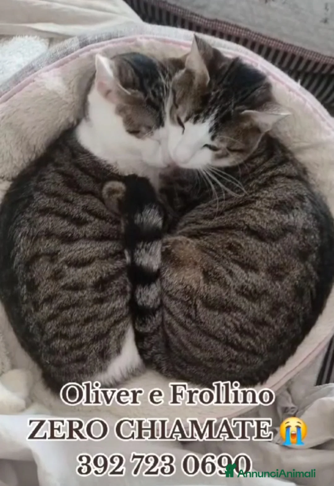 Europeo gatti in regalo: 2mici meravigliosi ed inseparabili. ROMA SOS CASA a Città metropolitana di Milano - Annuncio 4