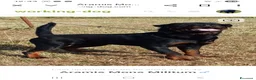 Rottweiler cani in vendita: Disponibili cuccioli rottweiler - Annuncio 6