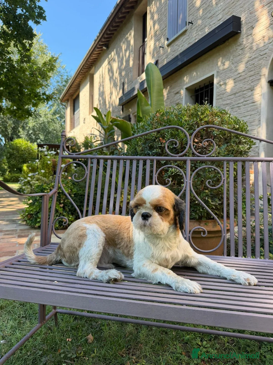 Shih Tzu cani in regalo: ShihTzu cucciolone - con RIMBORSO SPESE - Annuncio 3