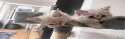 Siberiano gatti in vendita: Splendidi cuccioli siberiani  a Città metropolitana di Milano - Annuncio 9