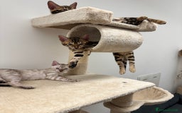 Bengala gatti in vendita: Cuccioli bengala a Provincia di Como - Immagine 3