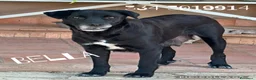 Meticcio cani in regalo: BELLA 🩷 una cagnolona che aspetta il lieto fine a Provincia di Mantova - Annuncio 1