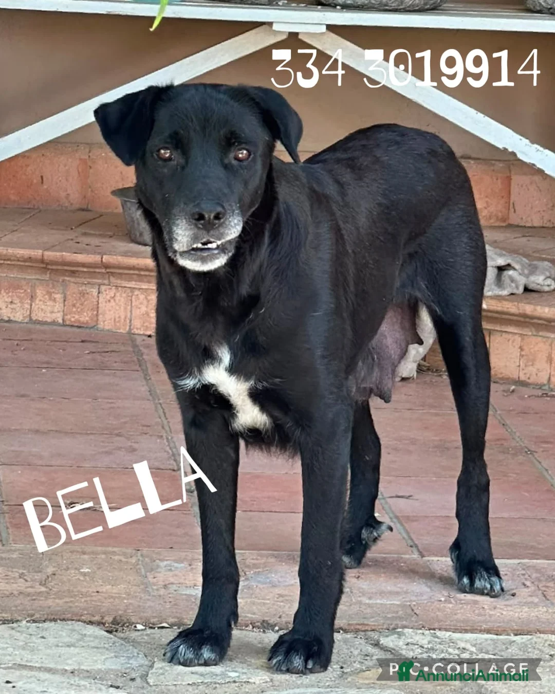Meticcio cani in regalo: BELLA 🩷 una cagnolona che aspetta il lieto fine a Provincia di Mantova - Annuncio 1
