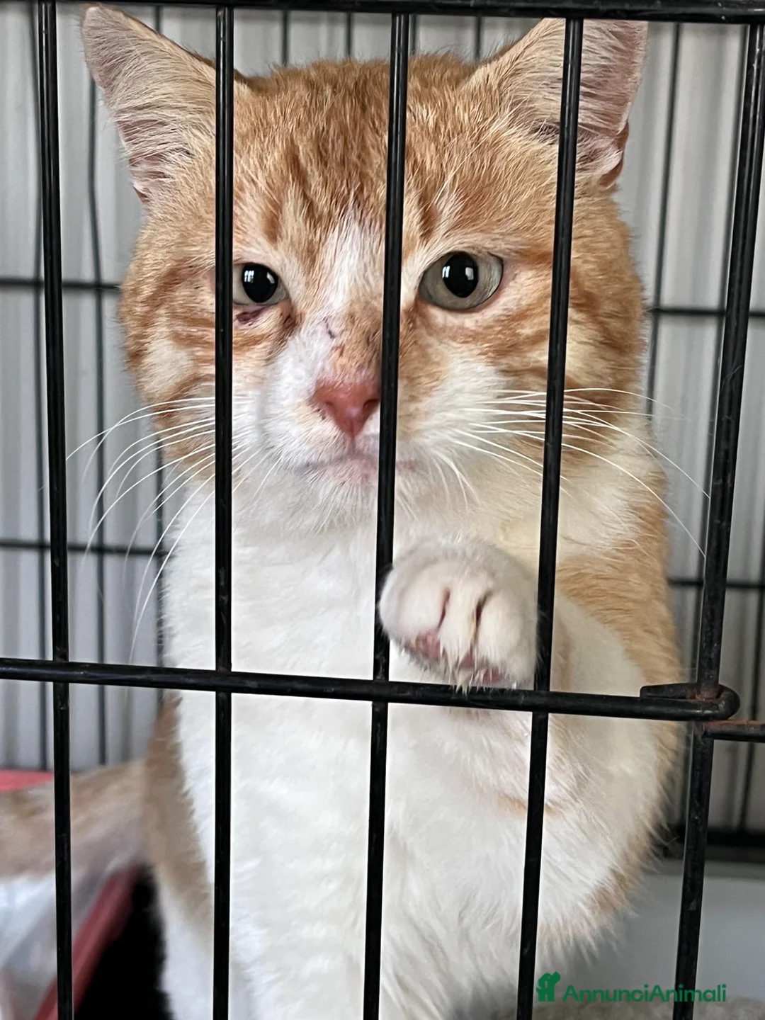 Europeo gatti in regalo: Mango un gattino in cerca di famiglia  - Annuncio 2