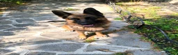 Pastore Tedesco cani in regalo: Pastore tedesco con pedigree 5 anni a Provincia di Varese - Annuncio 2