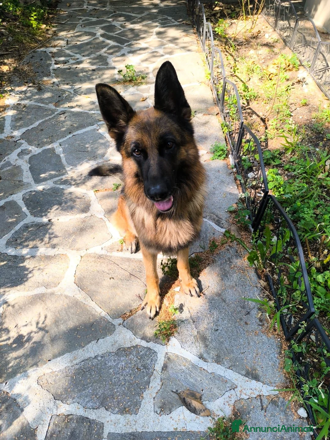 Pastore Tedesco cani in regalo: Pastore tedesco con pedigree 5 anni a Provincia di Varese - Annuncio 2