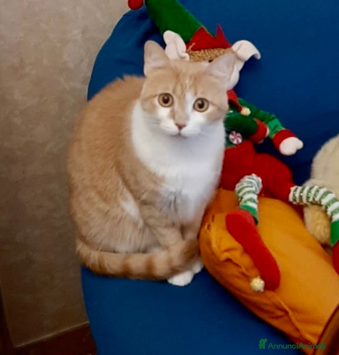 Europeo gatti in regalo: Gattine 2 anni sterilizzate e testate - Annuncio 5